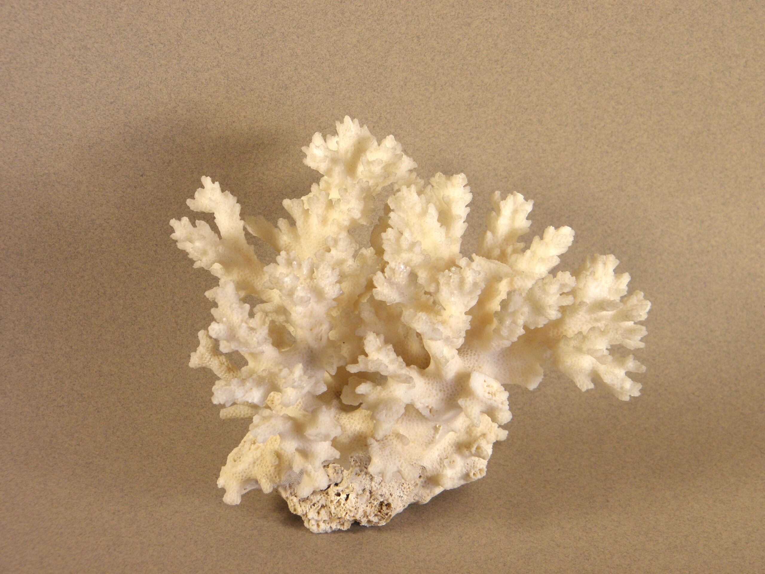 White coral 15 x 12 cm