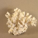 White coral 15 x 12 cm
