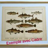 1898 Engraving - Fish - Tuna and Mackerel - Large Vintage Lithograph