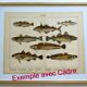 1898 Engraving - Fish - Tuna and Mackerel - Large Vintage Lithograph