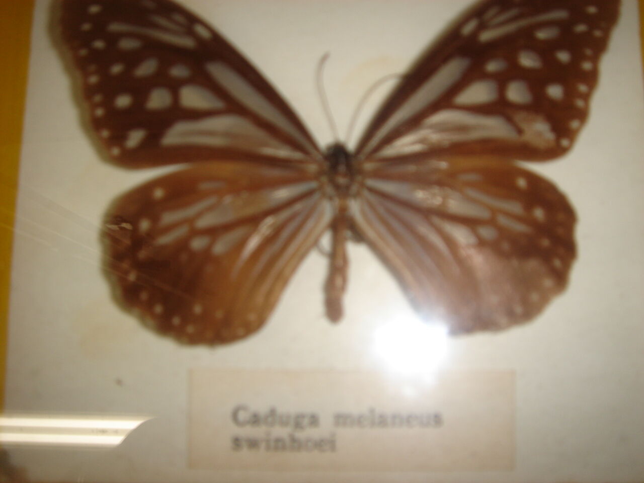 Naturalized butterfly caduga melaneus swinhoei