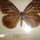 Naturalized butterfly caduga melaneus swinhoei