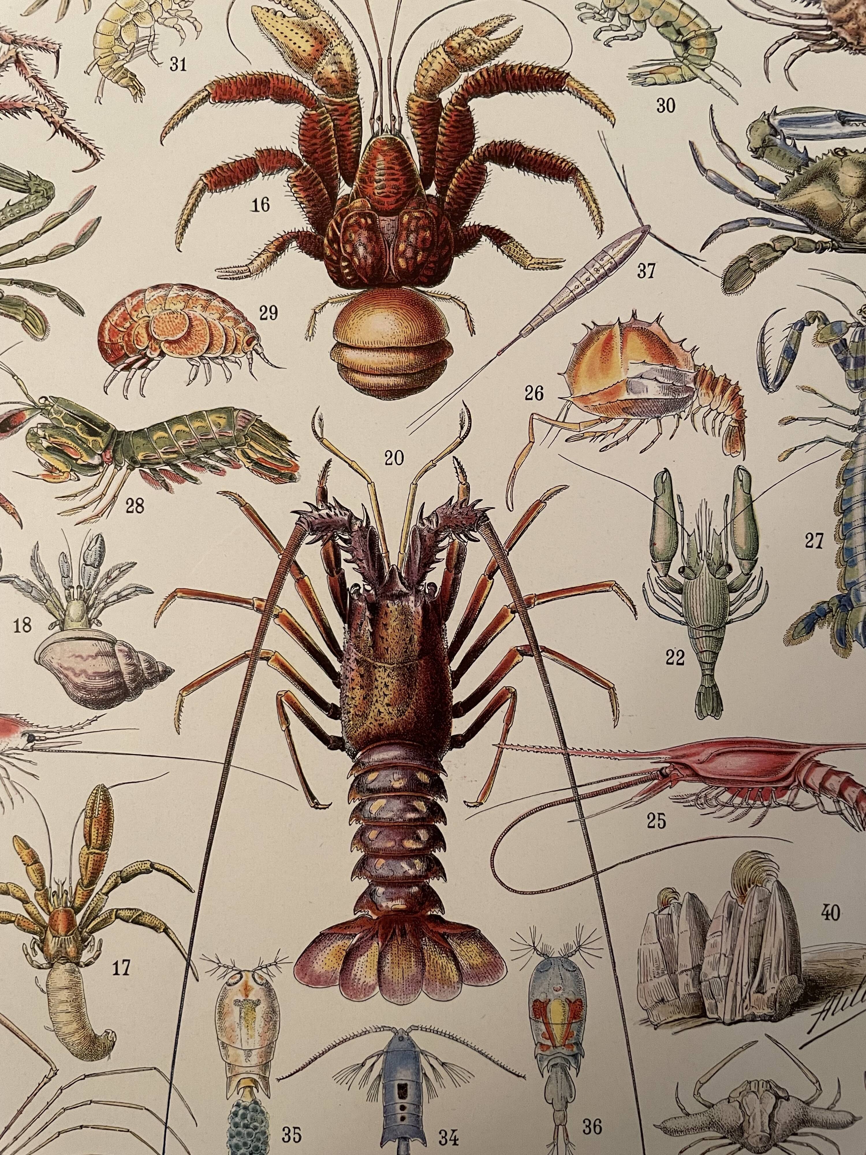 Lithograph engraving crustaceans from 1928
