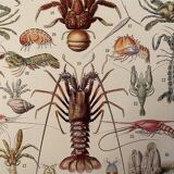 Lithograph engraving crustaceans from 1928