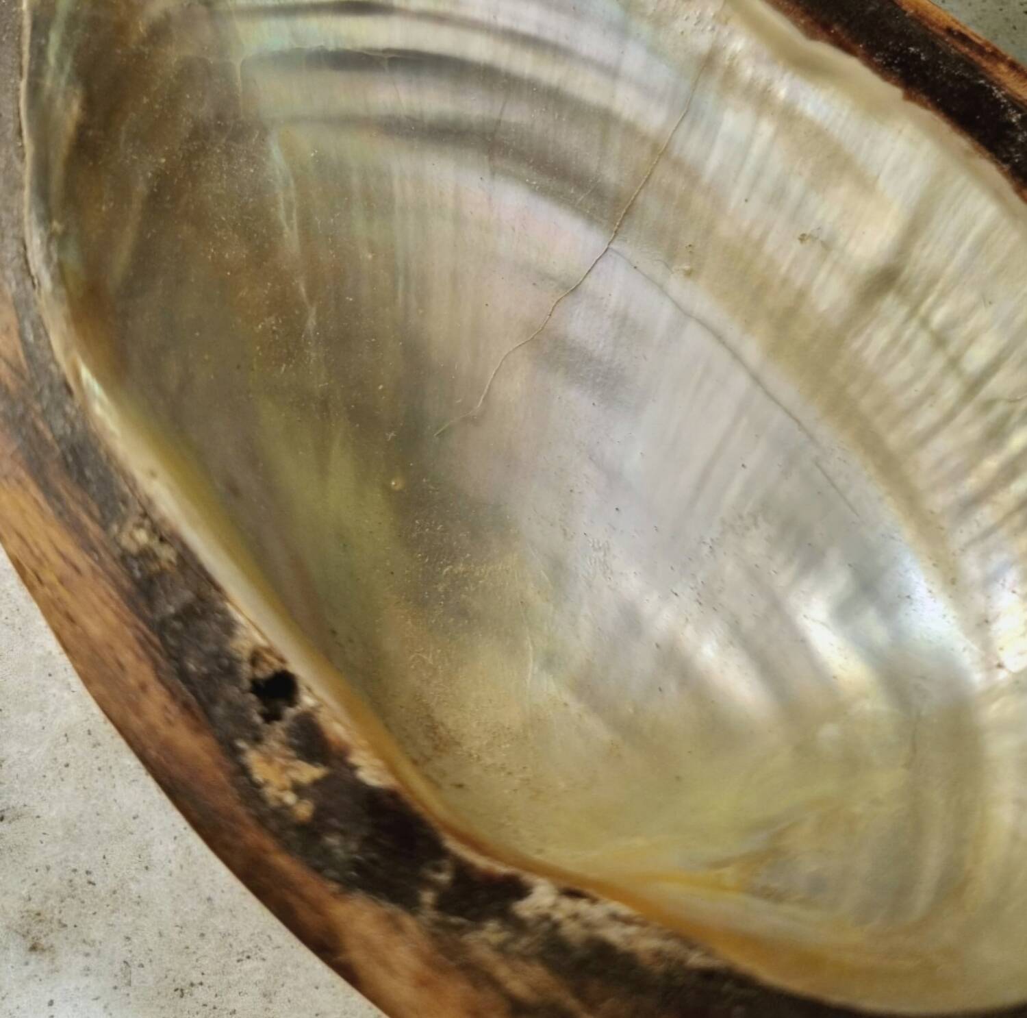 Pair of pocket emptiers or soap dishes