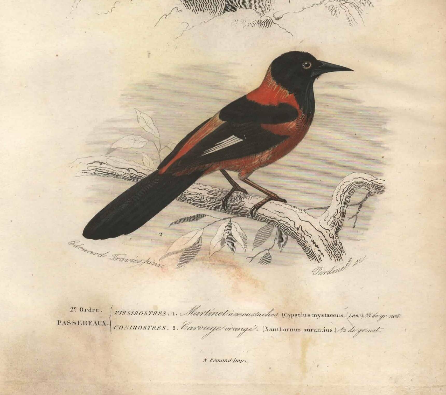 Plate from 1849 - Martin and Carouge - engraving by E. Travies - birds