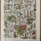 Lithograph on medicinal plants from 1928 (mistletoe)