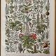 Lithographie sur les plantes médicinales de 1928 (gui)