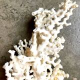 White coral