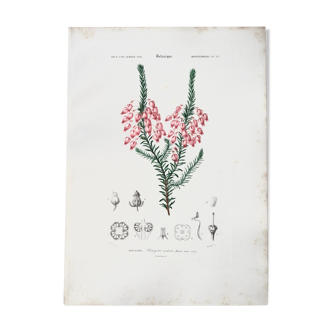 Planche de botanique