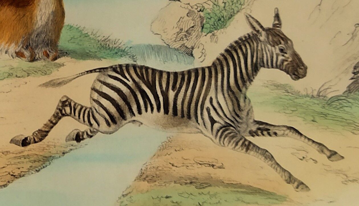 Original zoological plank "Lama - Vigogne - Zebra" Buffon 1848
