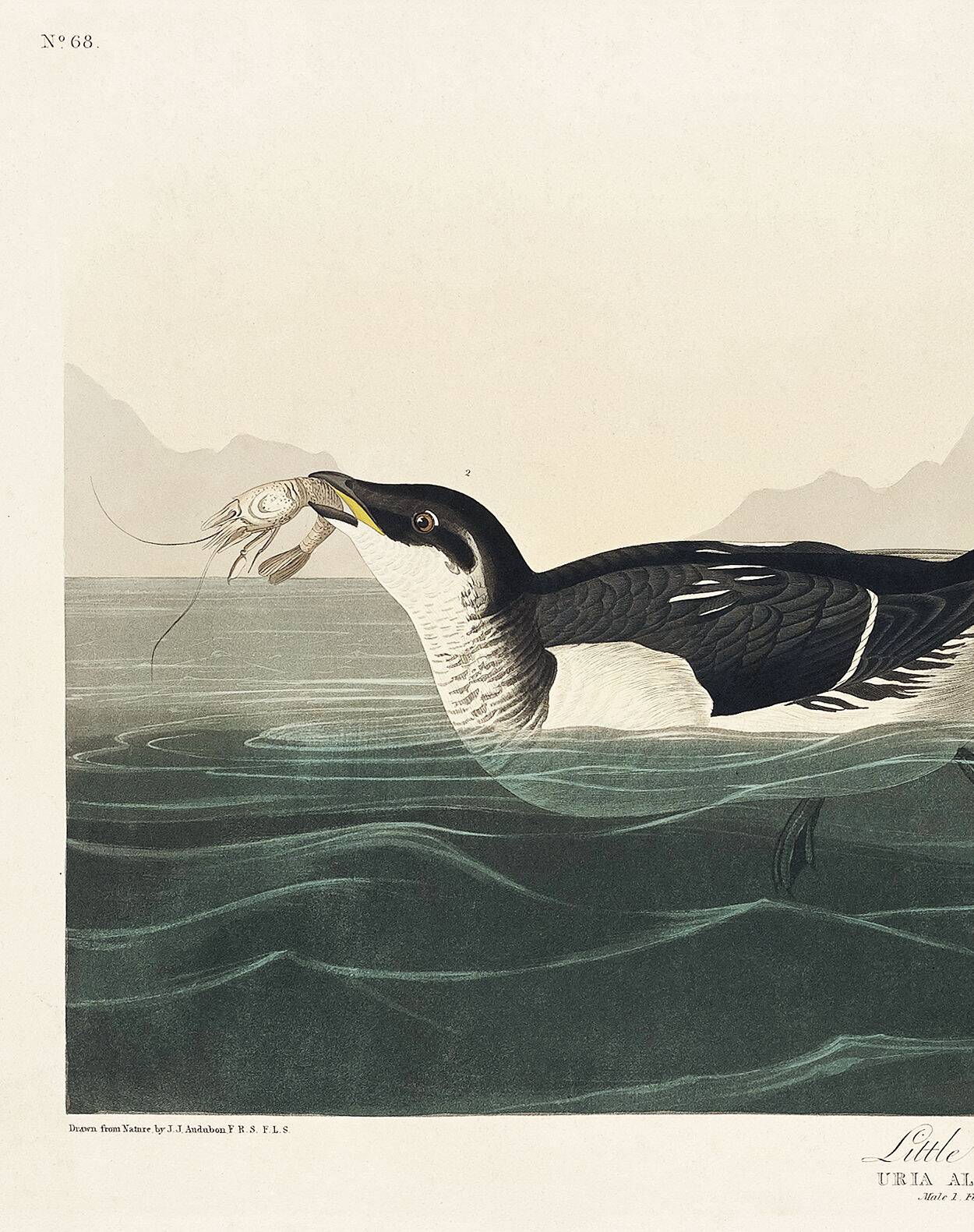 Poster about the Little Auk, based on an old engraving from 1827.