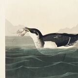 Poster about the Little Auk, based on an old engraving from 1827.
