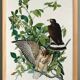 Affiche sur le Faucon des prairies, d’après une gravure ancienne de 1827.