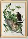 Poster about the Prairie Falcon, based on an old engraving from 1827.