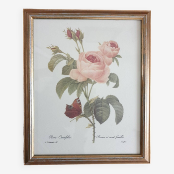 Redouté rose botanical plate framed