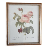 Redouté rose botanical plate framed