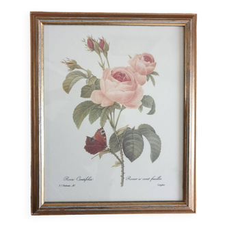 Redouté rose botanical plate framed