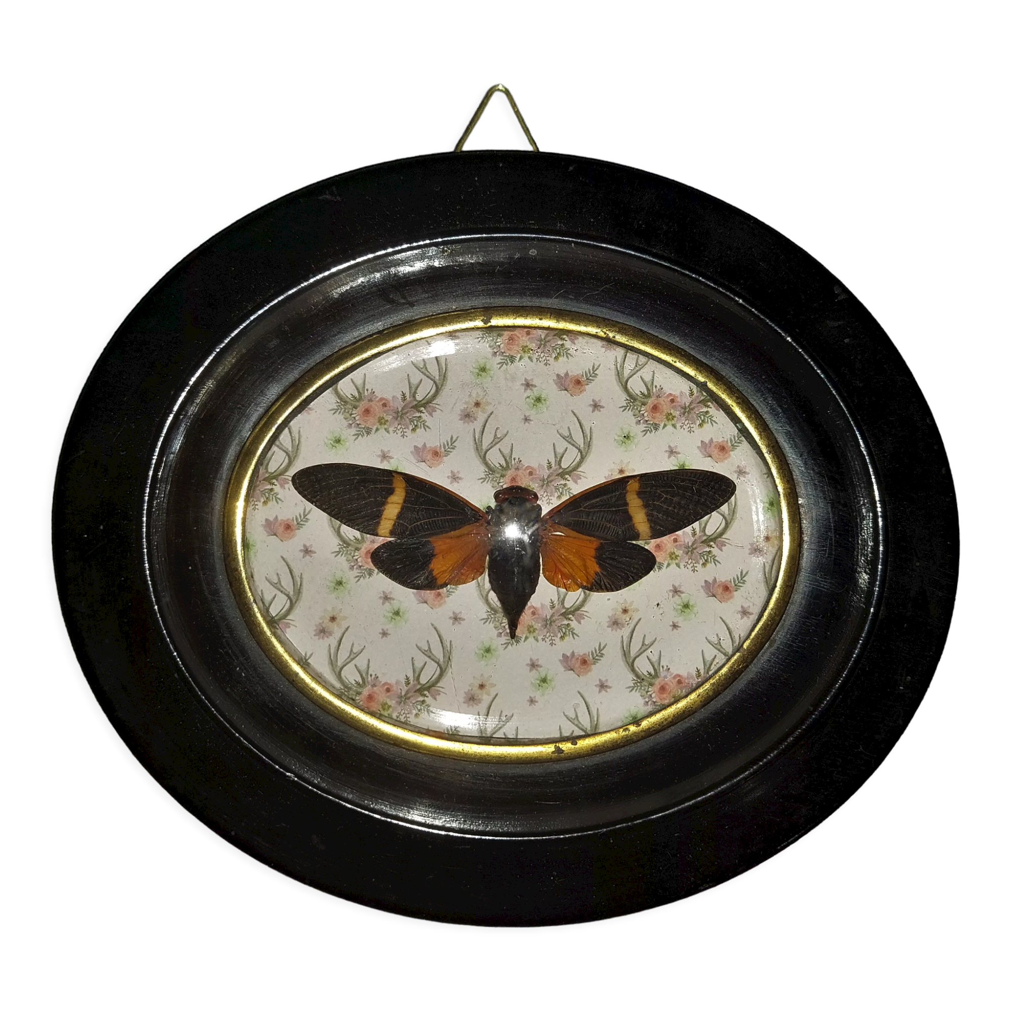 Natural History Entomology oval frame with cicada tosena paviei