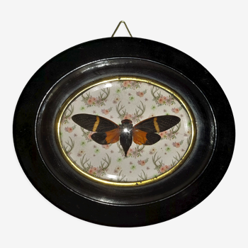 Natural History Entomology oval frame with cicada tosena paviei