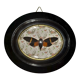 Natural History Entomology oval frame with cicada tosena paviei