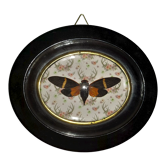 Natural History Entomology oval frame with cicada tosena paviei