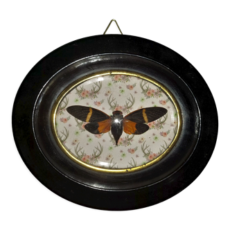 Entomologie cadre ovale avec cigale tosena paviei