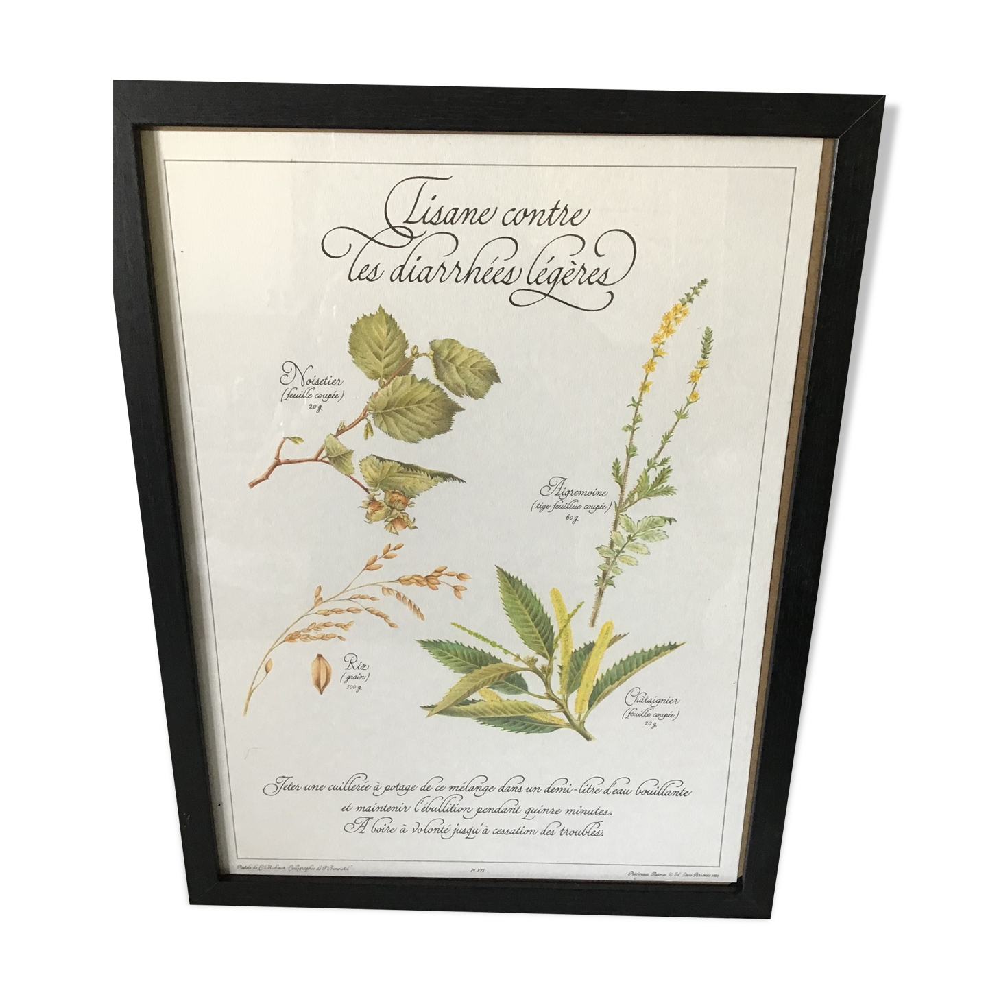 Botanical engraving precious herbal teas framed