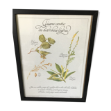 Gravure botanique précieuses tisanes encadree