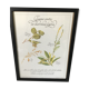 Botanical engraving precious herbal teas framed