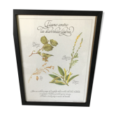Botanical engraving precious herbal teas framed
