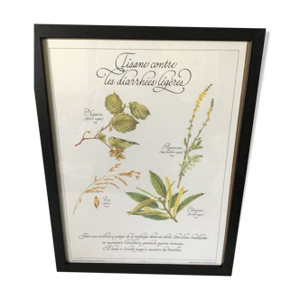 Botanical engraving precious herbal teas framed