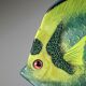 Pair of vintage German tropical fish lacquered catchalls.