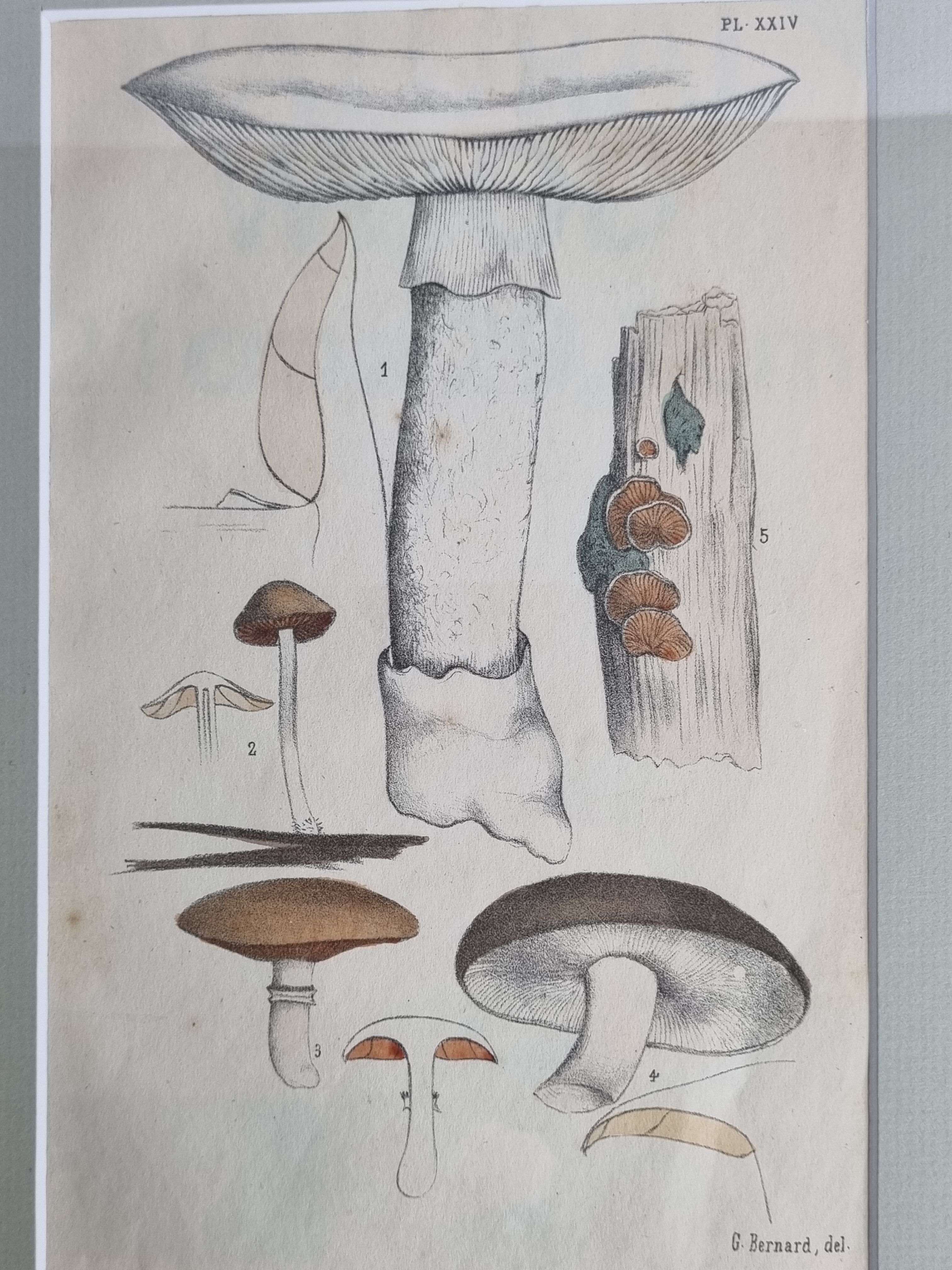 Two old engravings of watercolor mushrooms nineteenth century after G. Bernard