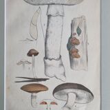 Deux anciennes gravures de champignons aquarellées XIXème siècle d'après G. Bernard