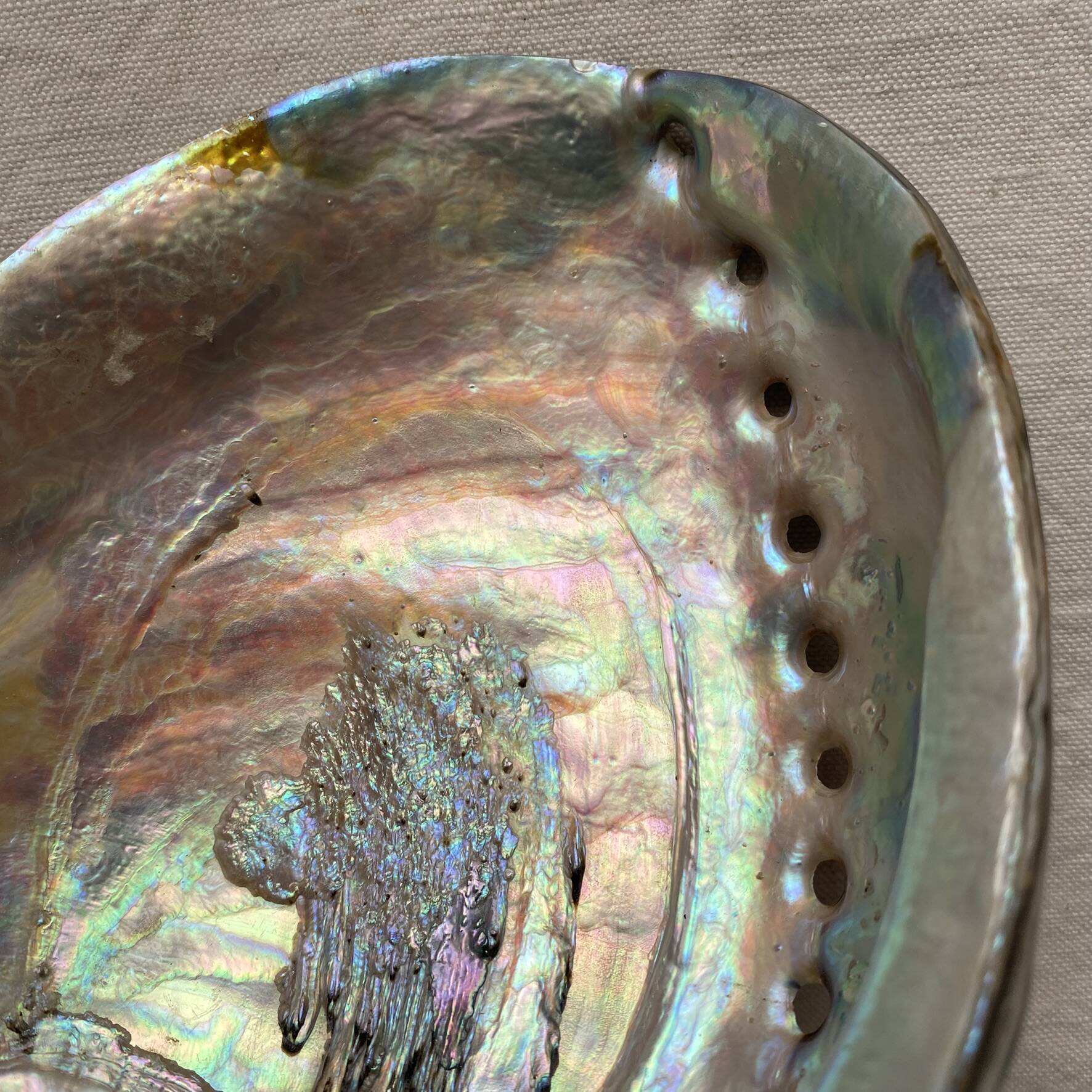 Polished abalone shell, catch-all or decorative object.