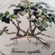 Porcelain box villeroy & boch model botanica "vaccinium myrtillus"
