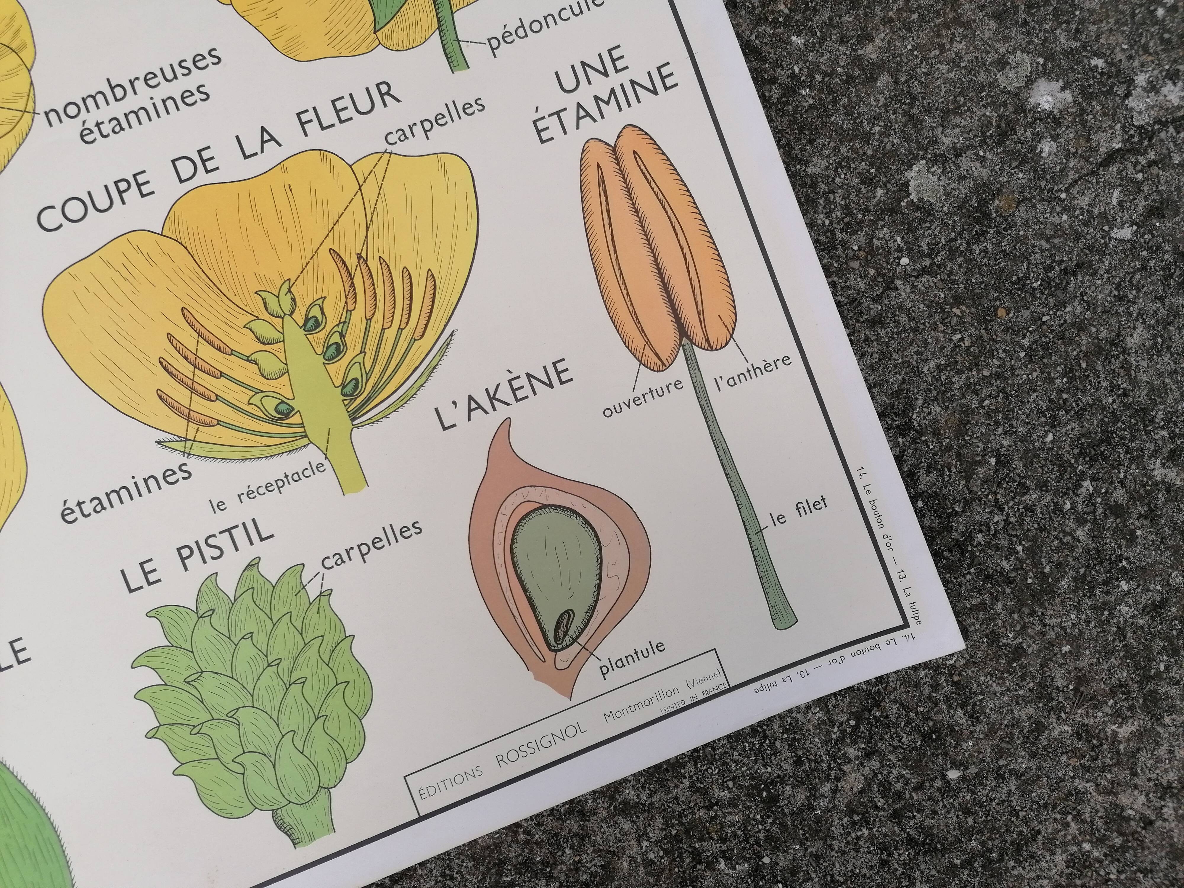 Vintage rossignol school educational poster - the tulip and the golden button