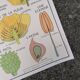Vintage rossignol school educational poster - the tulip and the golden button