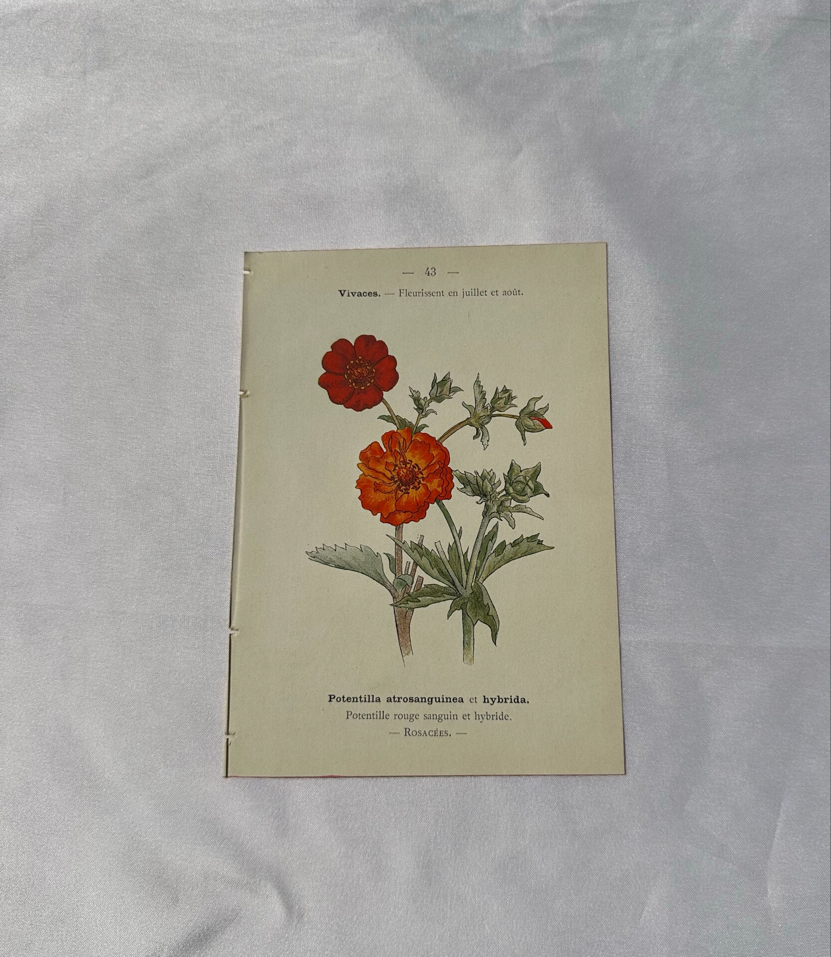 🌿 Botanical Plate Old Naturalist Engraving 19th Century Double-Sided