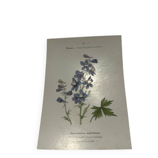 Planche botanique gravure naturaliste dessin scientifique double face