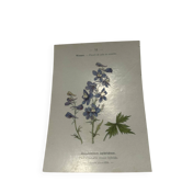 Botanical plate naturalist engraving scientific drawing double-sided