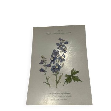 Botanical plate naturalist engraving scientific drawing double-sided
