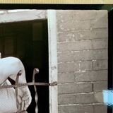 📸 Photograph by Walker Evans – New York, 1938