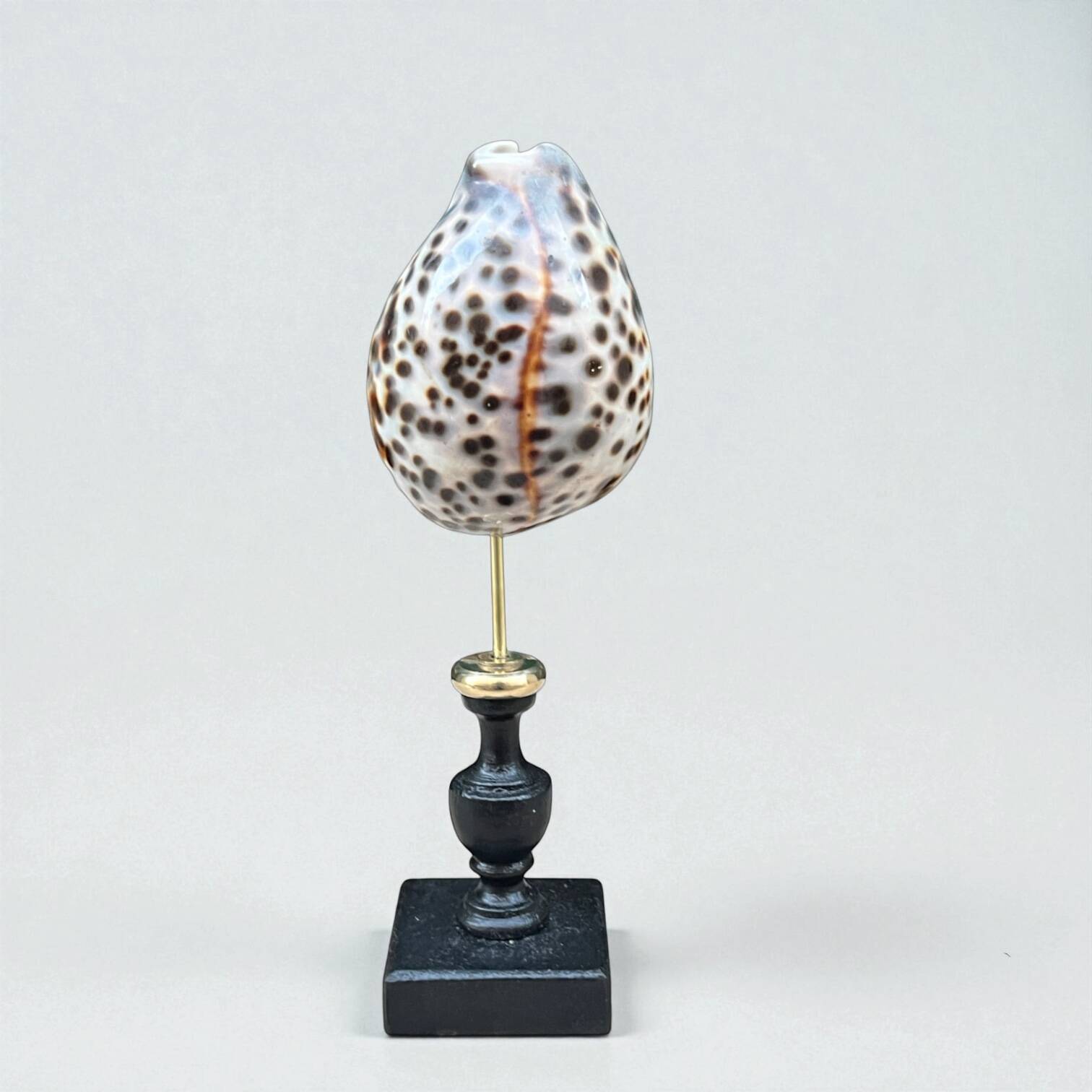 Tiger porcelain seashell on a wooden base, late 19th century