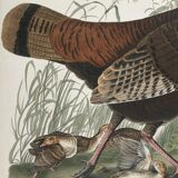 Poster about the Wild Turkey, based on an old engraving from 1827.