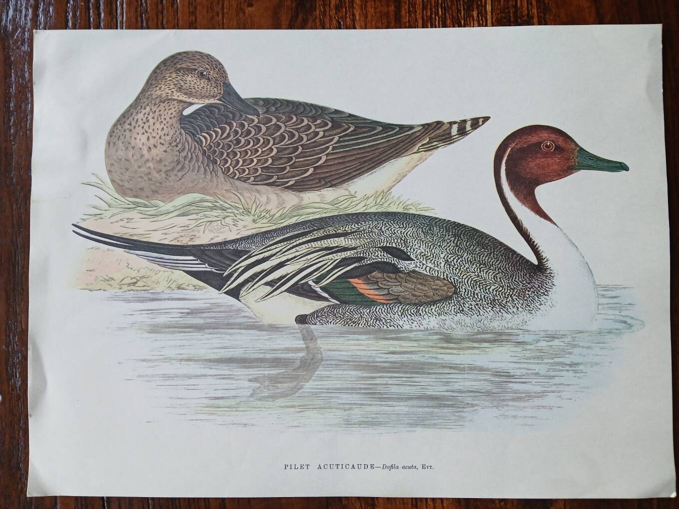 set of 3 zoological posters - birds and ducks