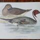 set of 3 zoological posters - birds and ducks