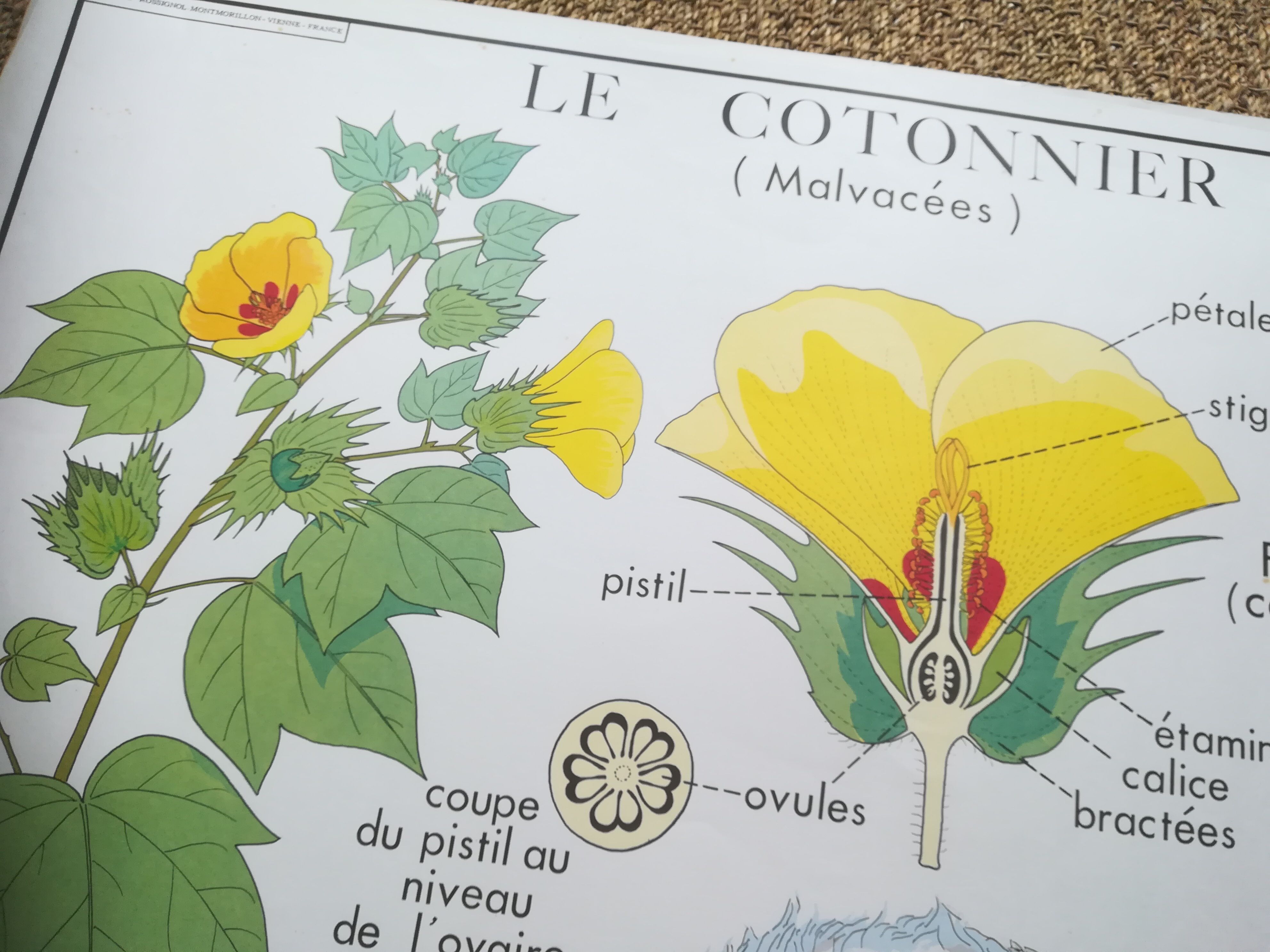 Affiche pédagogique Rossignol "Le cotonnier et le manguier" vintage.