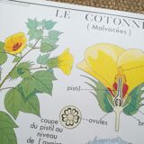 Rossignol pedagogical poster "The cotton tree and the mango tree" vintage.